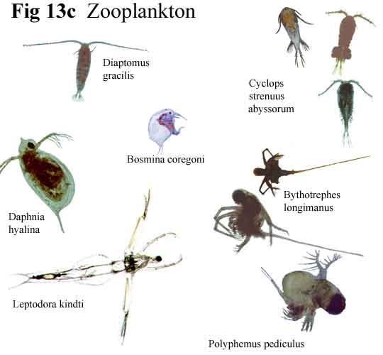 Loch Ness Zooplankton (13c)
