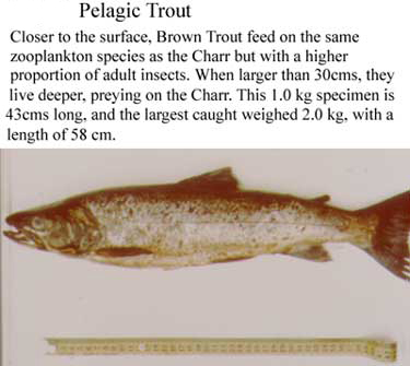 Loch Ness Large Pelagic Trout 