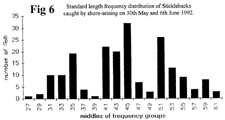 Loch Ness Standard Length Frequency Distribution of Sticklebacks Caught by Shore-seining.
