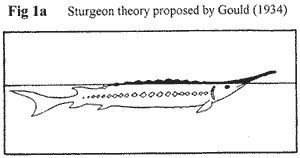 Loch Ness Sturgeon Theory Proposed by Gould