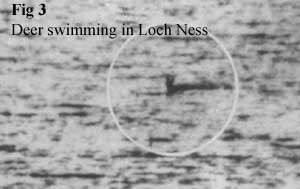 Loch Ness Swimming Deer